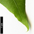 SpeciesSub: subsp. macropterum SpeciesSub: subsp. macropterum